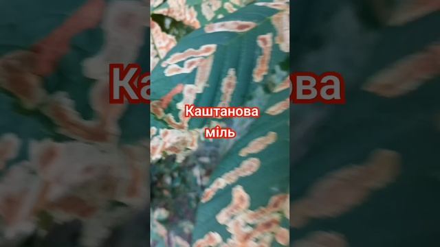 КАШТАНОВАЯ МОЛЬ ГРЫЗЕТ ЛИСТЬЯ И СИДИТ НА КОРЕ. Chestnut moth Cameraria ohridella damaged leaves.