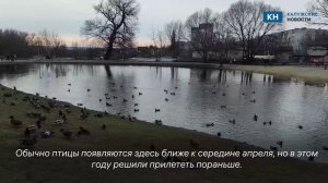 Утки оккупировали берег Пуховского пруда в Калуге