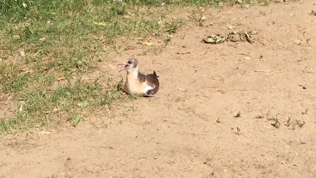 Чаёнок смотреть онлайн