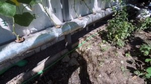 Огурцы на гидропонике 1.2