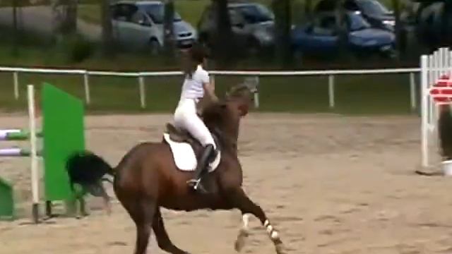 286 Li, 2005 stalion, Cosimo Lord, 运动马匹出售 Лошади на продажу смотреть онлайн