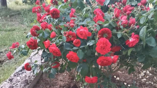 Роза Аут оф Розенхайм смотреть онлайн