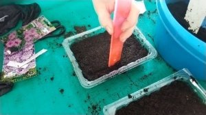 Сеем и рассаживаем цветы: аубреция, овсяница, вероника, иберис, монарда, фиалка и колокольчик!!
