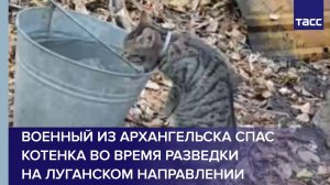 Военный из Архангельска спас котенка во время разведки на луганском направлении