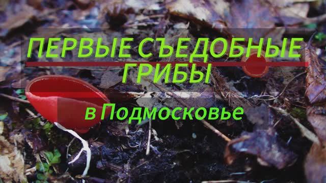 Первые весенние грибы. Саркосцифа.