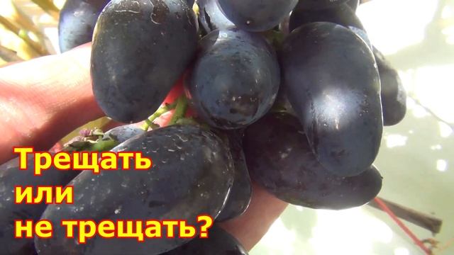 ВИКИНГи в Подмосковье. Почему я высадил 2-ой куст Викинга