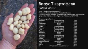 Вирус Т картофеля