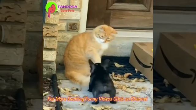 Dog Tries to eat cat face #youtubeshorts #firstshortvideo #shortvideo #shorts #cute смотреть онлайн
