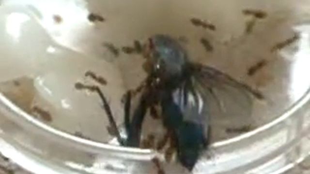 Plagiolepis pygmaea смотреть онлайн