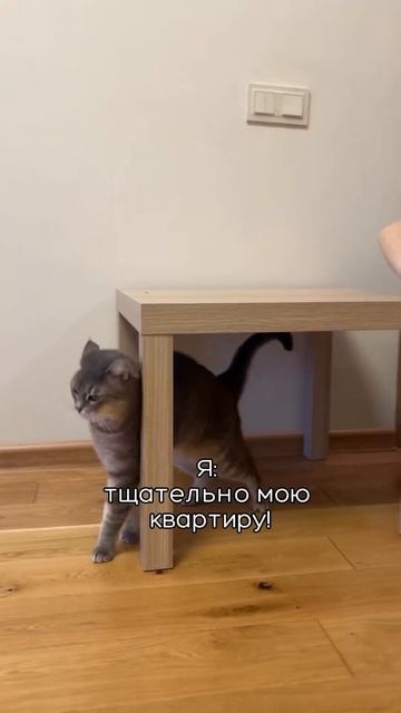 Делитесь в комментариях, как справляетесь с шерстью в период линьки?
