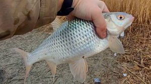 4 ФЕВРАЛЯ ТРОФЕЙ ЗИМНЕЙ РЕКИ. РЕКА МАНЫЧ!!!