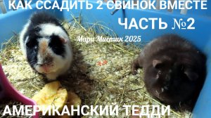 Часть № 2 ЧЕМ ЗАКОНЧИЛОСЬ #ссаживание_двух_морских_свинок_вместе #американский_тедди_свинка