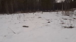 поиск рогов лося весна 2025