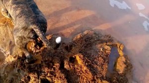 Амстафф 5 мес VID_20250324