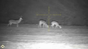 First Look Though Arken Zulus | Coyote Cannon Turbo 850 combo