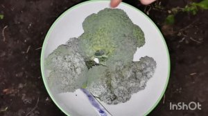 Заморозок - 5 а мы ещё не выкопали картошку. Огород на середину сентября 2024.