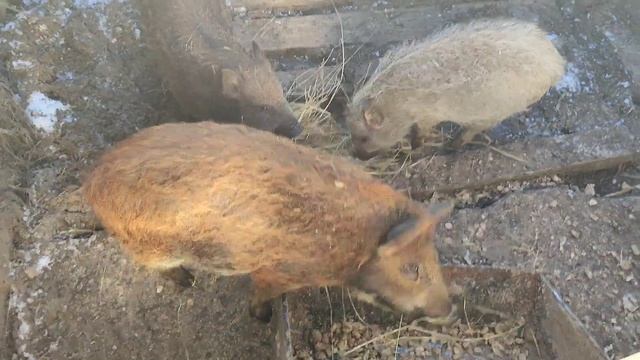 перший опит монгал,кармали.Міні ферма)) смотреть онлайн