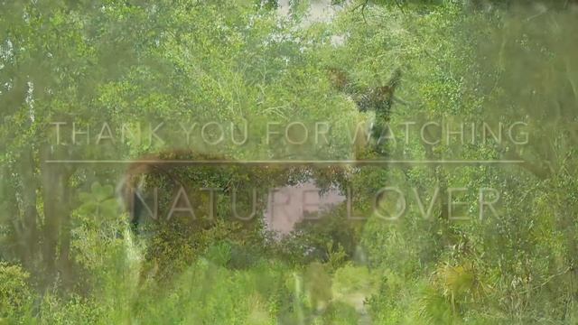 Nature Lover | Wildlife | Magnificent Nature in Florida USA | Relaxing Soothing Music смотреть онлайн