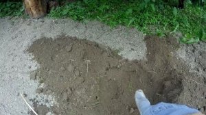 Вечнозелёные рододендроны  /  Посадка