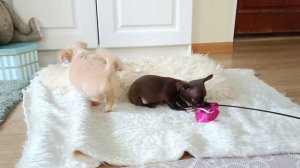 Мальчишки. Чихуахуа.