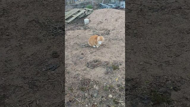Плотный завтрак у кур🐔 Сегодня ещё и с мешанкой