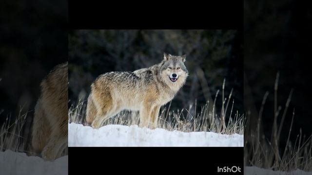 Дикие животные