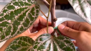 Beautiful Plant Piper Ornatum , Care and propagation | Decorated by fallen branches