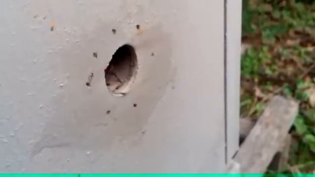 Пчелы! Горячий ключ! Пыльца 4 февраля смотреть онлайн