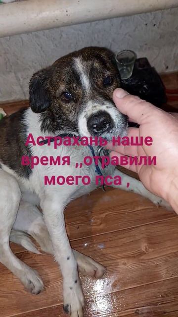 Астрахань наши время, отравили моего пса ,но я успел спасти витамин б,6,и много молоко смотреть онлайн