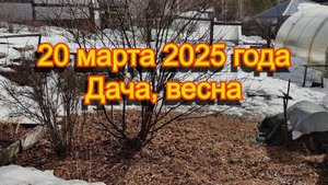 20 марта 2025 года, Дача, весна, собака
