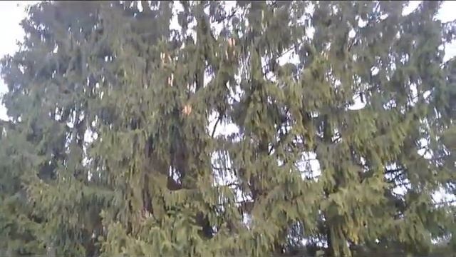 НОВОГОДНЯЯ ЁЛКА В г.КИРИШИ и в г.МУРМАНСК 2020 ГОД. смотреть онлайн