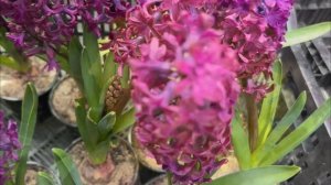 Ялта. Все вокруг цветет и пахнет! Прогулка по цветущему городу. Март 2025. Крым. Crimea. Yalta.