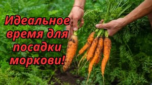 📅 Лучшие дни для посева моркови – проверено опытом!