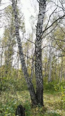 Америке и Британии нас не понять
