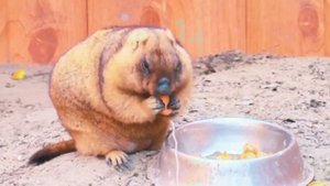 ⚡️Рубрика #Красная_Книга📕 🔺Знакомьтесь – Степной сурок (байбак).