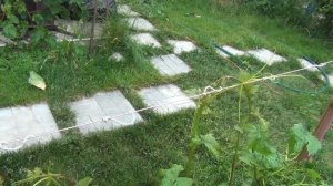 ПОМОЩЬ ВИНОГРАДУ в ИЮНЕ. МАГИЯ МАГНИЯ и ЗЕЛЕНЫЕ ОПЕРАЦИИ