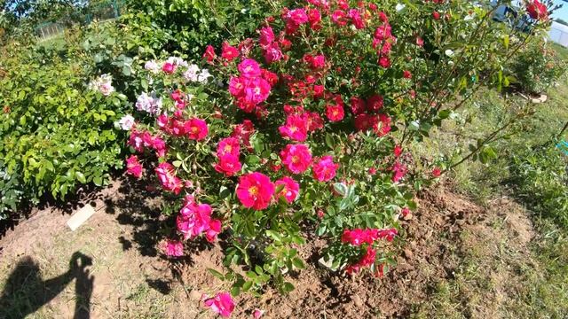 Роза Канадская Генри Келси смотреть онлайн