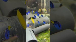 "Калипсо Аква"