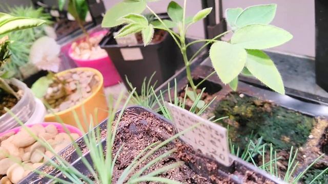 Pre Bonsai Seedlings: Pinus banksiana, jeffreyi, muricata, mugo rotundata; Picea breweriana, pungen