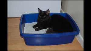 кошка какает мимо лотка