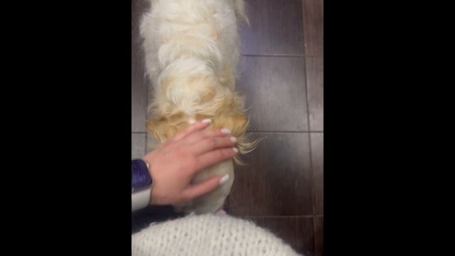 Милота)