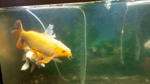 Большие карпы Кои