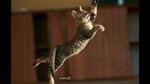 Котёнок (Про кота, про меня), стихотворение читает Дмитрий Кравченко