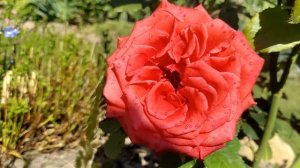 Сад в начале сентября☀️ Начало 2-ой волны цветения розАнглийские розы Д.Остина и не только♥️