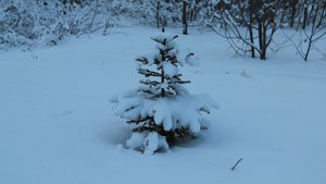 Упала птица в камыши