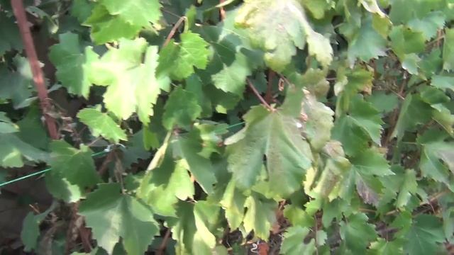 Когда обрезать виноград. После заморозка. Что делать с саженцами осенью смотреть онлайн