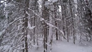 Вернулся в избушку. Пообедал и снова искать чагу. Собрал жерлицы, две сработки 5 серия