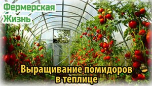 Выращивание помидоров в собственной теплице