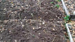 Бархатцы, как средство борьбы с луковой мухой.