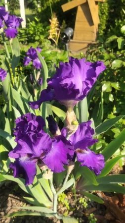 Бородатые ирисы в лучах утреннего солнца #цветы #flowers #garden #ирис #сад